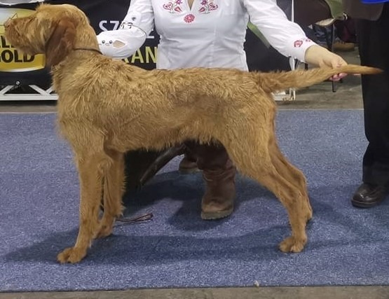 Maggie wirehaired vizsla